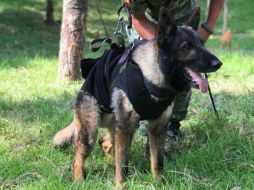 Proteo era uno de los 16 perros rescatistas enviados a Turquía. TWITTER/@m_ebrard