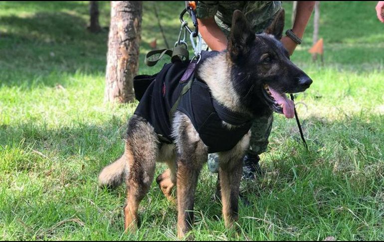 Proteo era uno de los 16 perros rescatistas enviados a Turquía. TWITTER/@m_ebrard