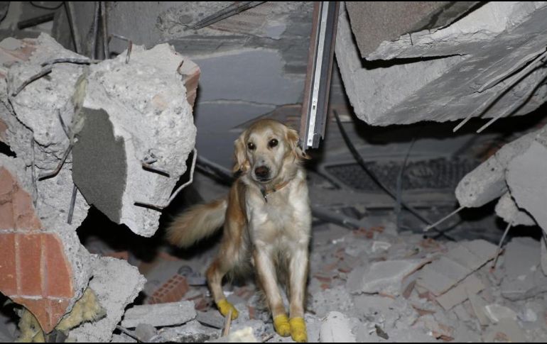 A Kopuk (espuma en español) le tuvieron que coser sus patas. ESPECIAL