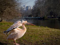 Las aves infectadas son un grupo de pelícanos silvestres. AP/Kirsty Wigglesworth