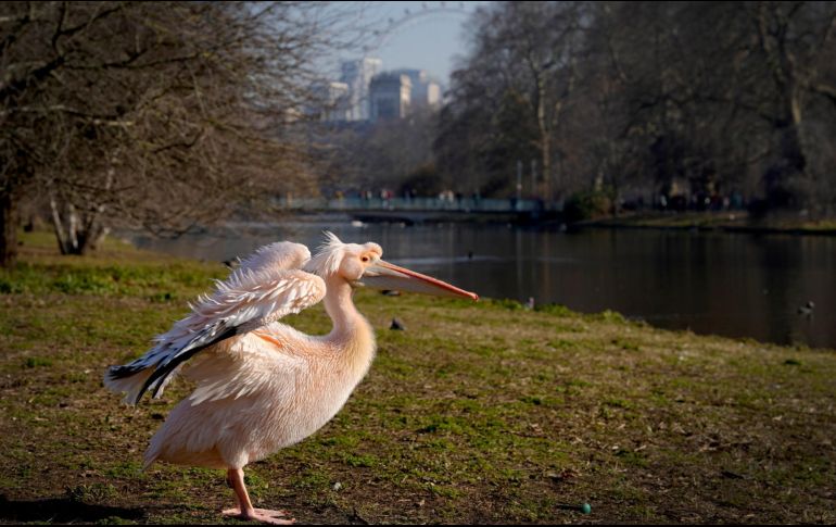 Las aves infectadas son un grupo de pelícanos silvestres. AP/Kirsty Wigglesworth
