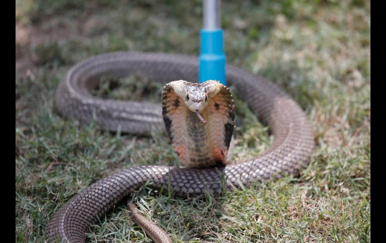 Los estudiantes no sólo aprendieron a atrapar serpientes, sino que fueron instruidos sobre cómo actuar en caso de mordedura. EFE/R. Yongrit