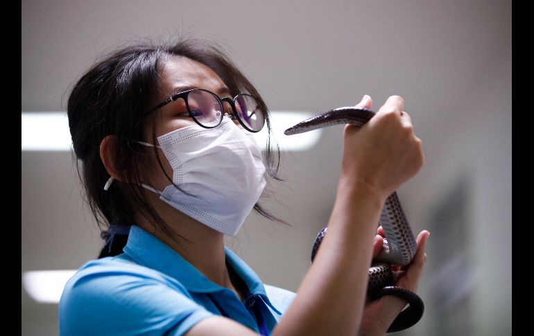 Los estudiantes no sólo aprendieron a atrapar serpientes, sino que fueron instruidos sobre cómo actuar en caso de mordedura. EFE/R. Yongrit