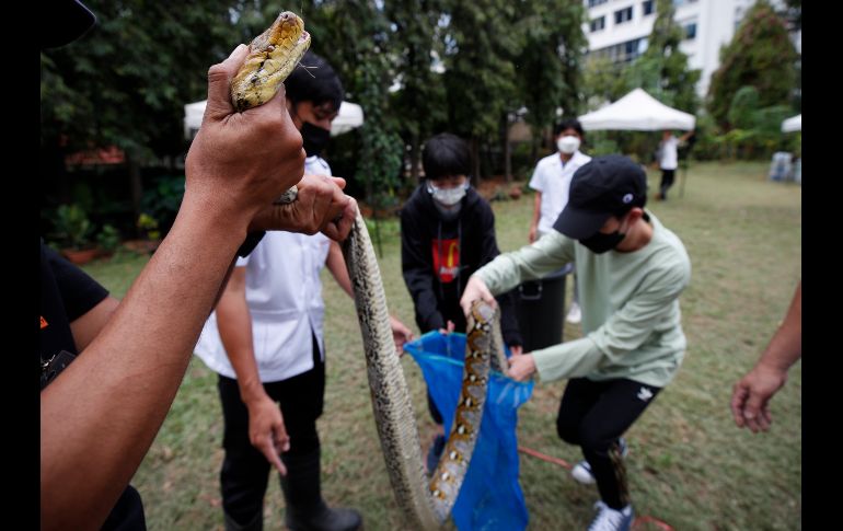 Los estudiantes no sólo aprendieron a atrapar serpientes, sino que fueron instruidos sobre cómo actuar en caso de mordedura. EFE/R. Yongrit