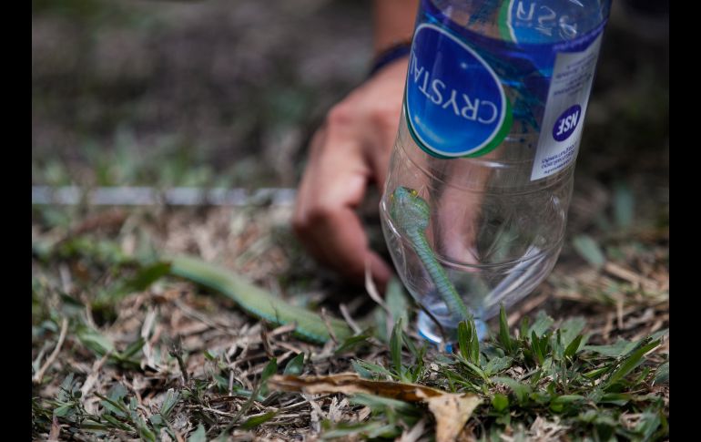 Los estudiantes no sólo aprendieron a atrapar serpientes, sino que fueron instruidos sobre cómo actuar en caso de mordedura. EFE/R. Yongrit