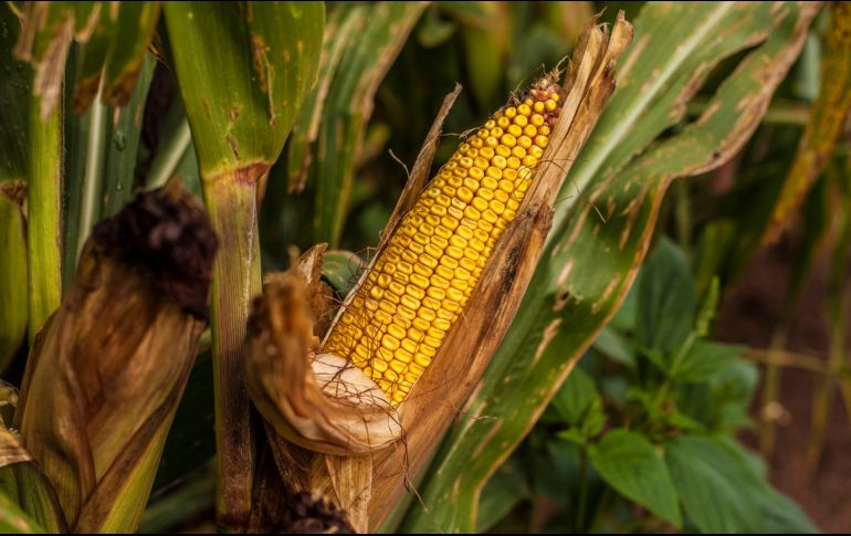 El Gobierno de México publicó un decreto en el Diario Oficial en el que se detallaron algunas reglas relacionadas al comercio y uso del maíz genéticamente modificado en el país. EL INFORMADOR / ARCHIVO