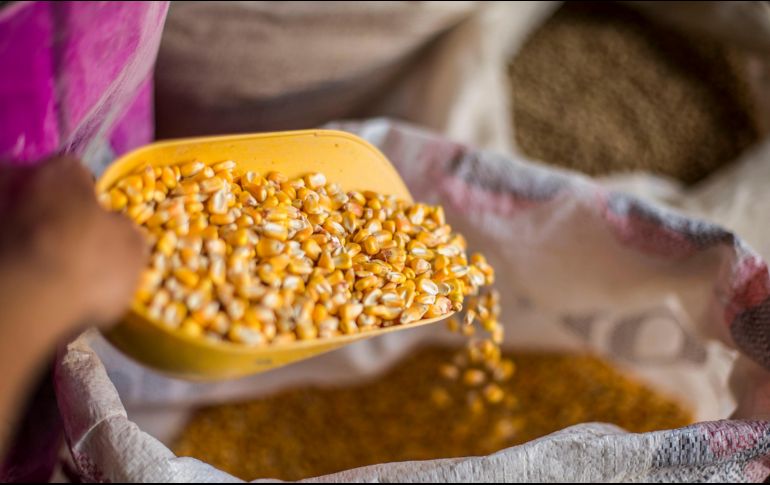 Cada año se importan alrededor de 18 millones de toneladas de maíz amarillo transgénico. ARCHIVO