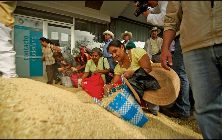 Los productores de maíz en Jalisco tienen años en la búsqueda de una regulación que no afecte su actividad laboral. EL INFORMADOR/ Archivo