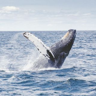 5 destinos en México imperdibles para el avistamiento de ballenas
