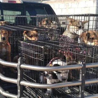 Hacen feria de adopción en Torreón y no se llevan a ningún perrito