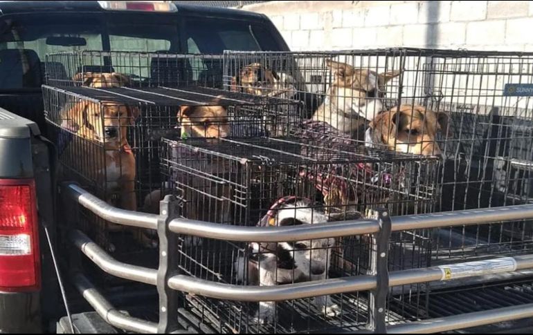 También se necesitan voluntarios en la organización. ESPECIAL