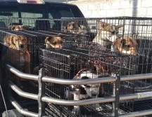 También se necesitan voluntarios en la organización. ESPECIAL