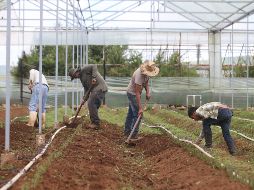 Pretenden redoblar las acciones  para proteger los derechos de los niños y sus familias que trabajan en los campos. ARCHIVO