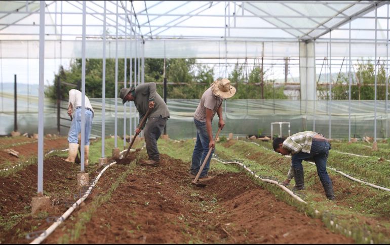 Pretenden redoblar las acciones  para proteger los derechos de los niños y sus familias que trabajan en los campos. ARCHIVO