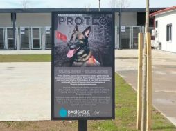 Proteo, perro rescatista que murió en Turquía. SUN