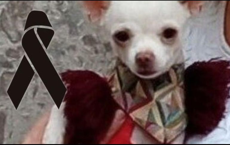 'Pincky' fue un héroe al defender su casa de ladrones. ESPECIAL