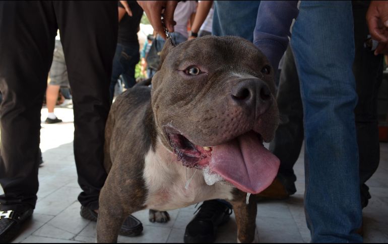 La acción del pitbull persiguiendo a los policías se volvió viral en redes. EL INFORMADOR/ARCHIVO