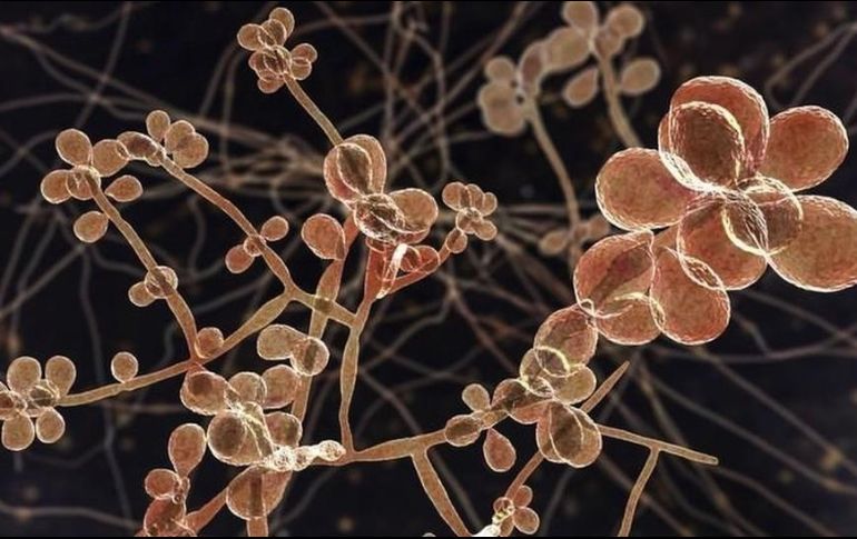 Los hongos del género Sporothrix, que se encuentran en el suelo y en algunas plantas ayudan a descomponer la materia orgánica en la naturaleza. GETTY IMAGES