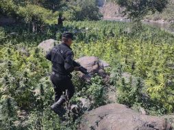 Policías destruyeron el plantío tras dar parte al Ministerio Público regional. ESPECIAL/SSE