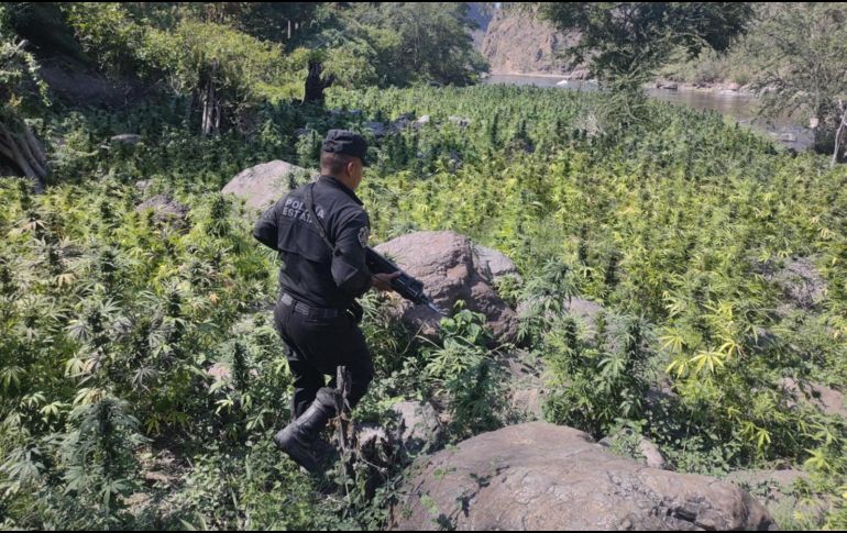 Policías destruyeron el plantío tras dar parte al Ministerio Público regional. ESPECIAL/SSE