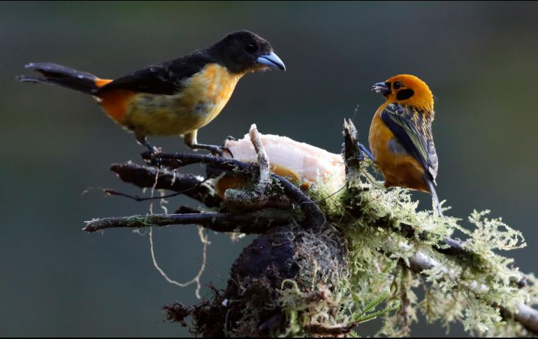 Una Ramphocelus Flammigerus (izquierda) y una Tangara Arthus (derecha), capturadas por la cámara. EFE/E. Guzmán