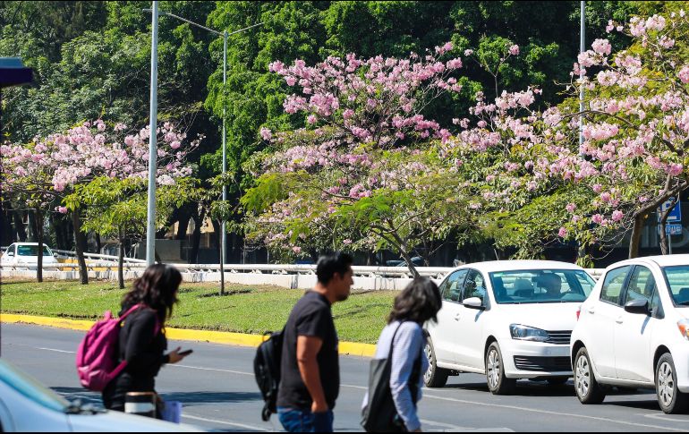 Los árboles primaverales comienzan a florecer en Guadalajara. EL INFORMADOR/ ARTURO NAVARRO