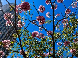 En marzo, debido a las características de esta cálida estación, se forma el ambiente óptimo y oportuno para que las plantas florezcan. La primavera está por llegar. EL INFORMADOR / A. Navarro