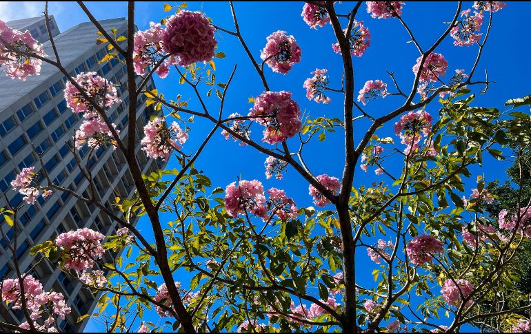 En marzo, debido a las características de esta cálida estación, se forma el ambiente óptimo y oportuno para que las plantas florezcan. La primavera está por llegar. EL INFORMADOR / A. Navarro