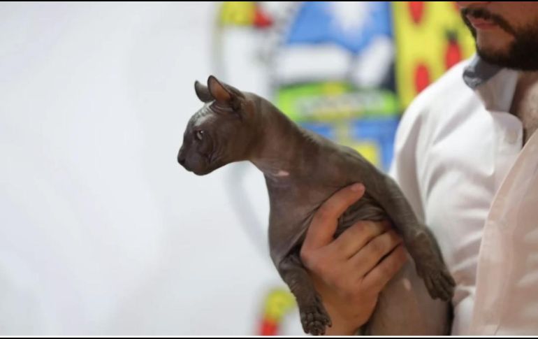 El gato fue adoptado por una estadounidense. SUN