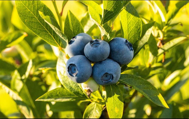Carlos Gereda fue pionero en percibir el potencial de Perú como productor de arándanos. ESPECIAL/Foto de Alex Ushakoff en Unsplash