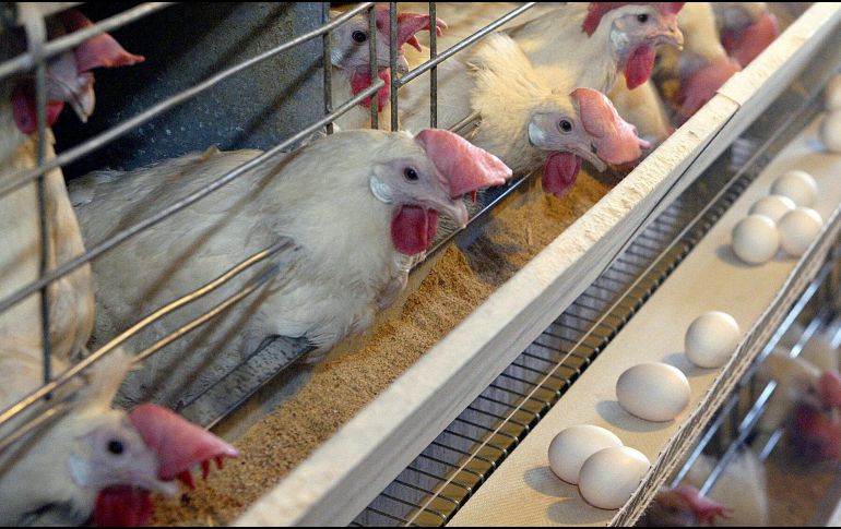 La variante 2.3.4.4b circula actualmente en aves silvestres y de corral en Norteamérica y Sudamérica, señala estudio. EL INFORMADOR/ARCHIVO