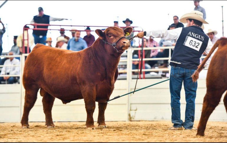La segunda edición del Congreso Ganadero contará con la participación de un amplio grupo de ganaderías locales y nacionales. ESPECIAL
