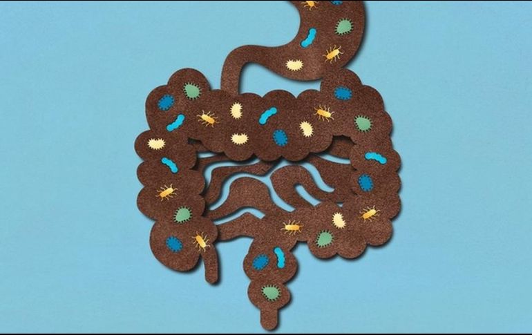 La microbiota intestinal está compuesta por billones de bacterias y otros organismos microscópicos. GETTY IMAGES