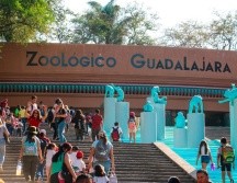 El Zoológico Guadalajara cumple 35 años y prepara grandes sorpresas. EL INFORMADOR/ ARTURO NAVARRO