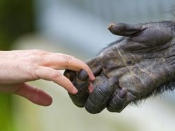 Una simple mirada basta para corroborar que los humanos, a diferencia de otros primates, casi no tienen vellos ni pelos que recubran sus cuerpos. GETTY IMAGES