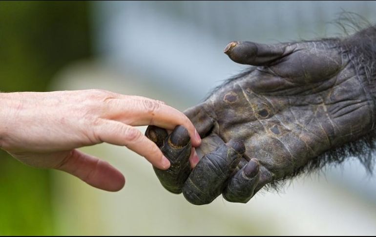 Una simple mirada basta para corroborar que los humanos, a diferencia de otros primates, casi no tienen vellos ni pelos que recubran sus cuerpos. GETTY IMAGES