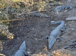 No necesitarás absolutamente nada para contemplar a esta magnífica especie, ni tiene un costo; únicamente se te pide tener precaución y mantener algunas medidas de seguridad. EL INFORMADOR / O. Álvarez