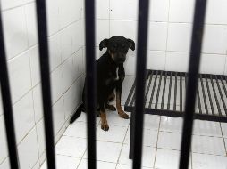 El fiscal José Luis Ruiz Contreras dijo desconocer de dónde surgió el rumor de que la carne de estos animales se vendía para taquerías en el local denunciado. EL INFORMADOR / ARCHIVO