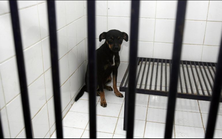 El fiscal José Luis Ruiz Contreras dijo desconocer de dónde surgió el rumor de que la carne de estos animales se vendía para taquerías en el local denunciado. EL INFORMADOR / ARCHIVO