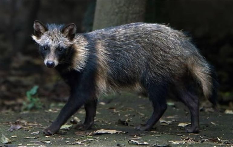 Se cree que el perro mapache fue el que originó la pandemia. ESPECIAL