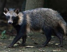 Se cree que el perro mapache fue el que originó la pandemia. ESPECIAL