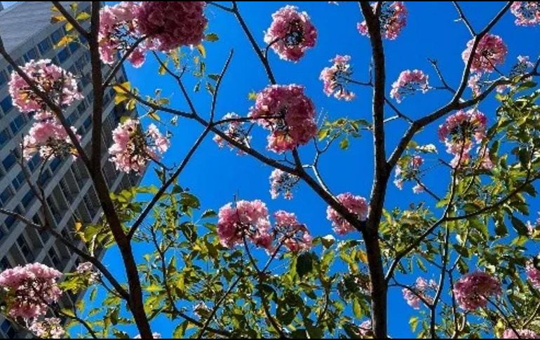 Finalmente ha llegado la primavera. EL INFORMADOR/ ARCHIVO