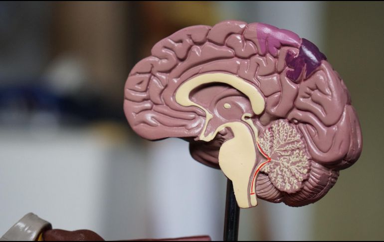 El riesgo de tener epilepsia después de la primera crisis es de 1 a 3% en la población mundial. ESPECIAL/UNSPLASH