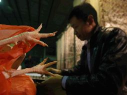 La OMS afirma que el riesgo de propagación sostenida entre humanos de los virus de la gripe aviar H3N8 a niveles regional, nacional e internacional es bajo. EFE / ARCHIVO