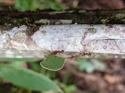 Hormigas cortadoras de hojas. EFE / M. Nelsen / Field Museum