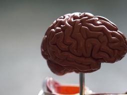 Los golpes reiterados en la cabeza podrían provocar trastornos cerebrales. ESPECIAL/UNSPLASH