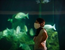 Acuario Michin. Una experiencia inolvidable. EL INFORMADOR/ARCHIVO