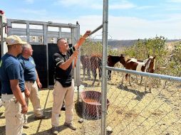 Los caballos fueron trasladados a un hospital veterinario para su valoración y atención inmediata. ESPECIAL