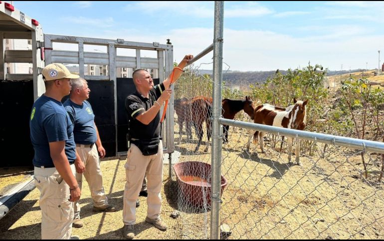 Los caballos fueron trasladados a un hospital veterinario para su valoración y atención inmediata. ESPECIAL