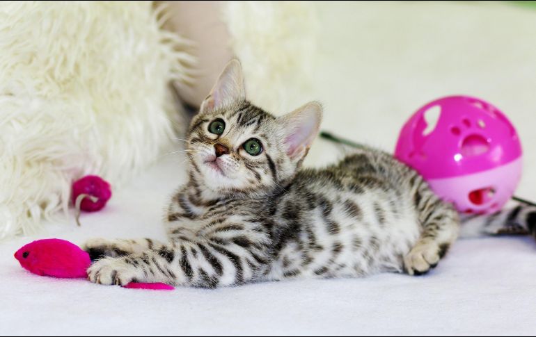 Si quieres viajar con tu gato estos consejos son para ti. ESPECIAL/Photo by Kim Davies on Unsplash.